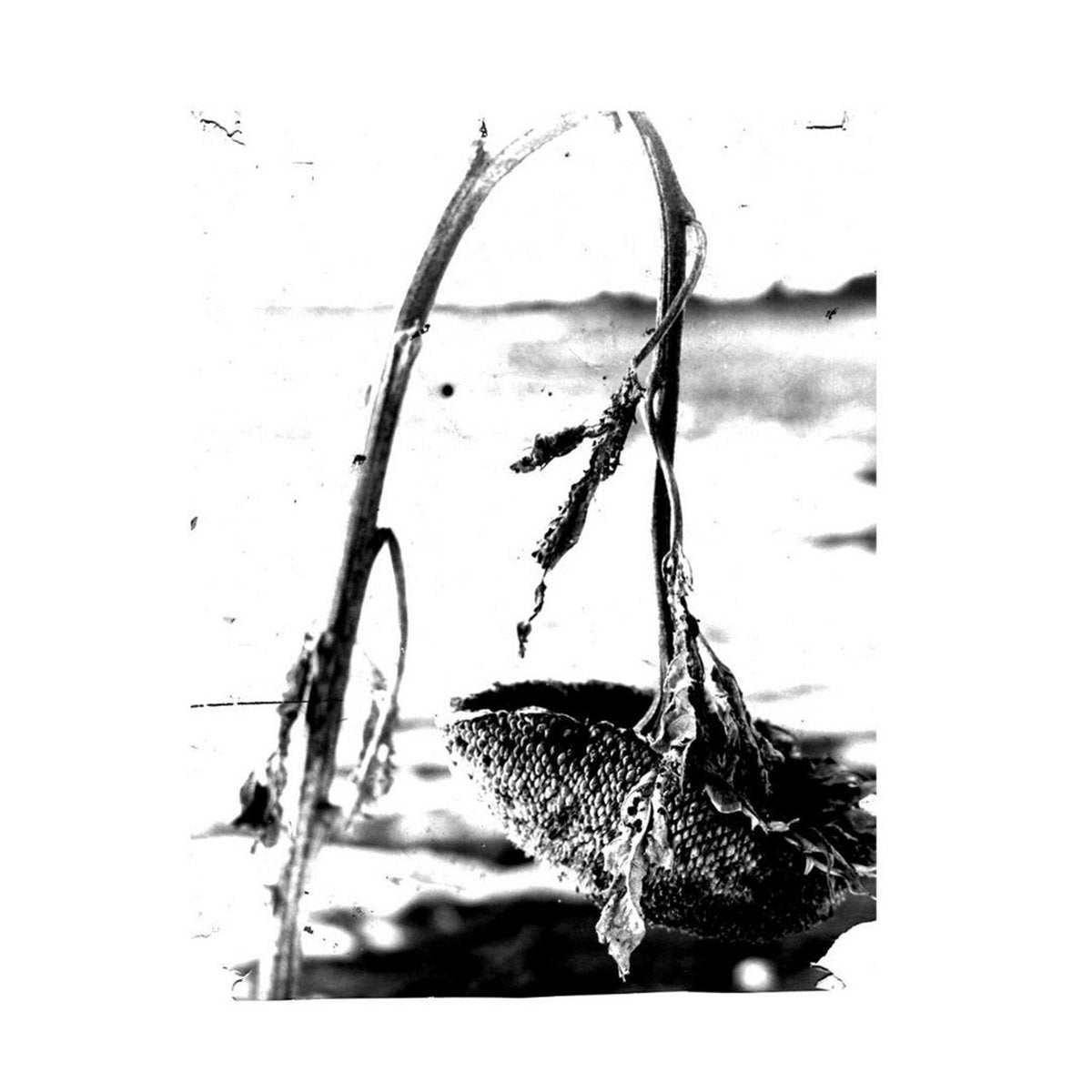 Pink Reason - Cleaning The Mirror LP