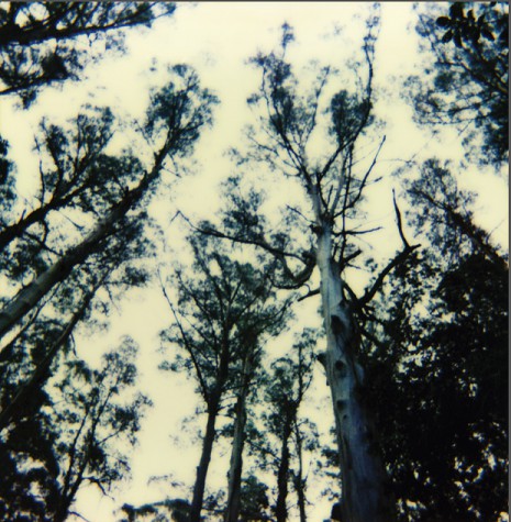 The Frightening Lights - Untitled LP