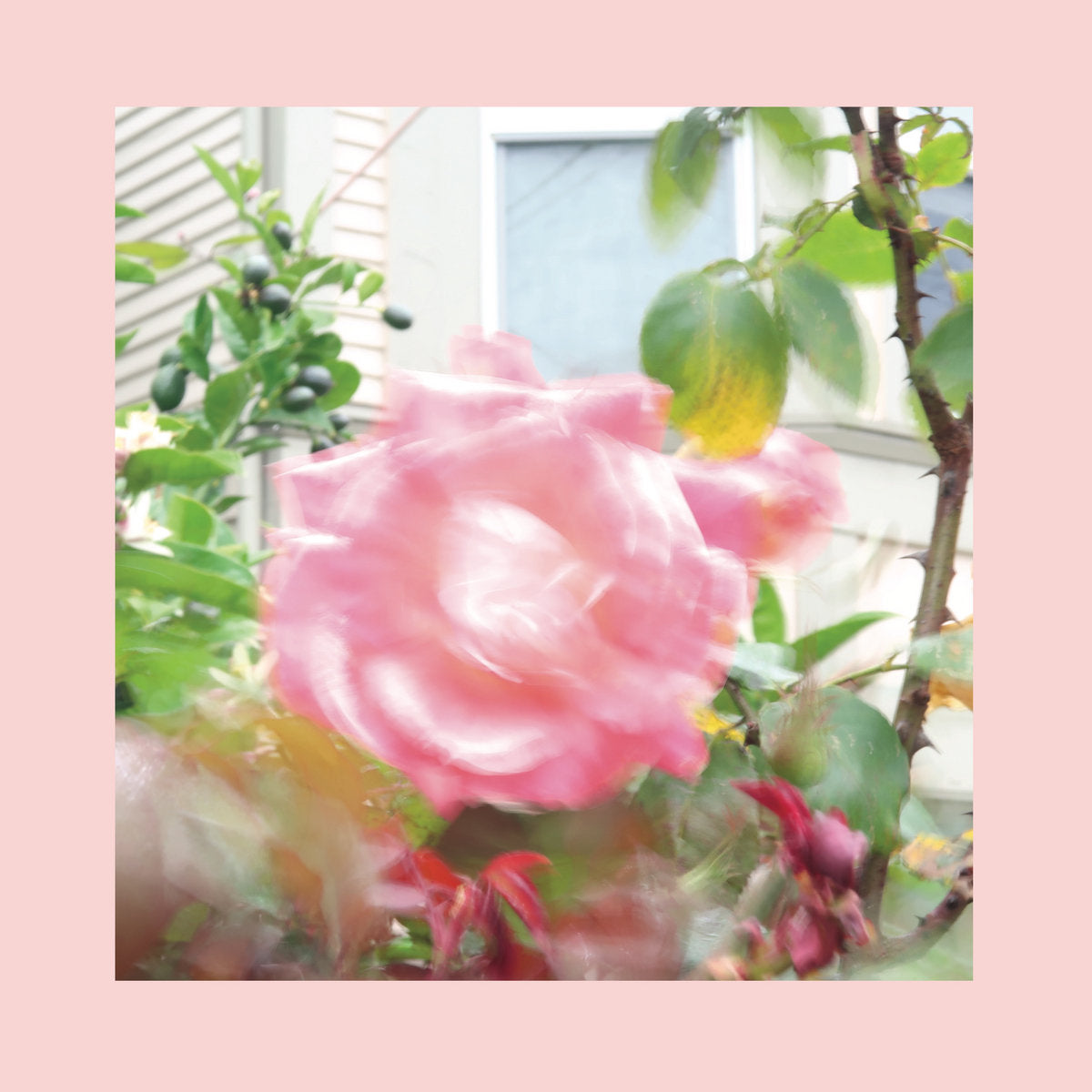 The Reds, Pinks & Purples - Summer at Land's End LP