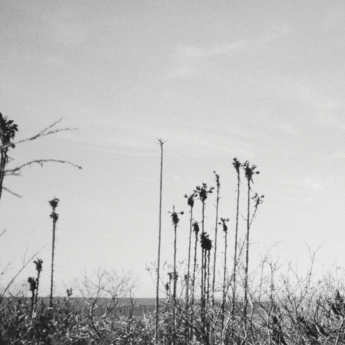 Blue Divers - Blue Divers II LP