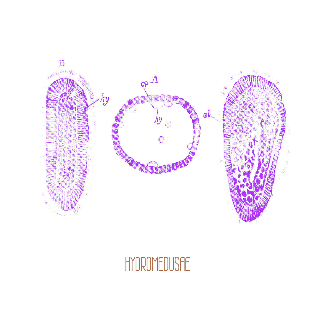 Hydromedusae - Hydromedusae LP