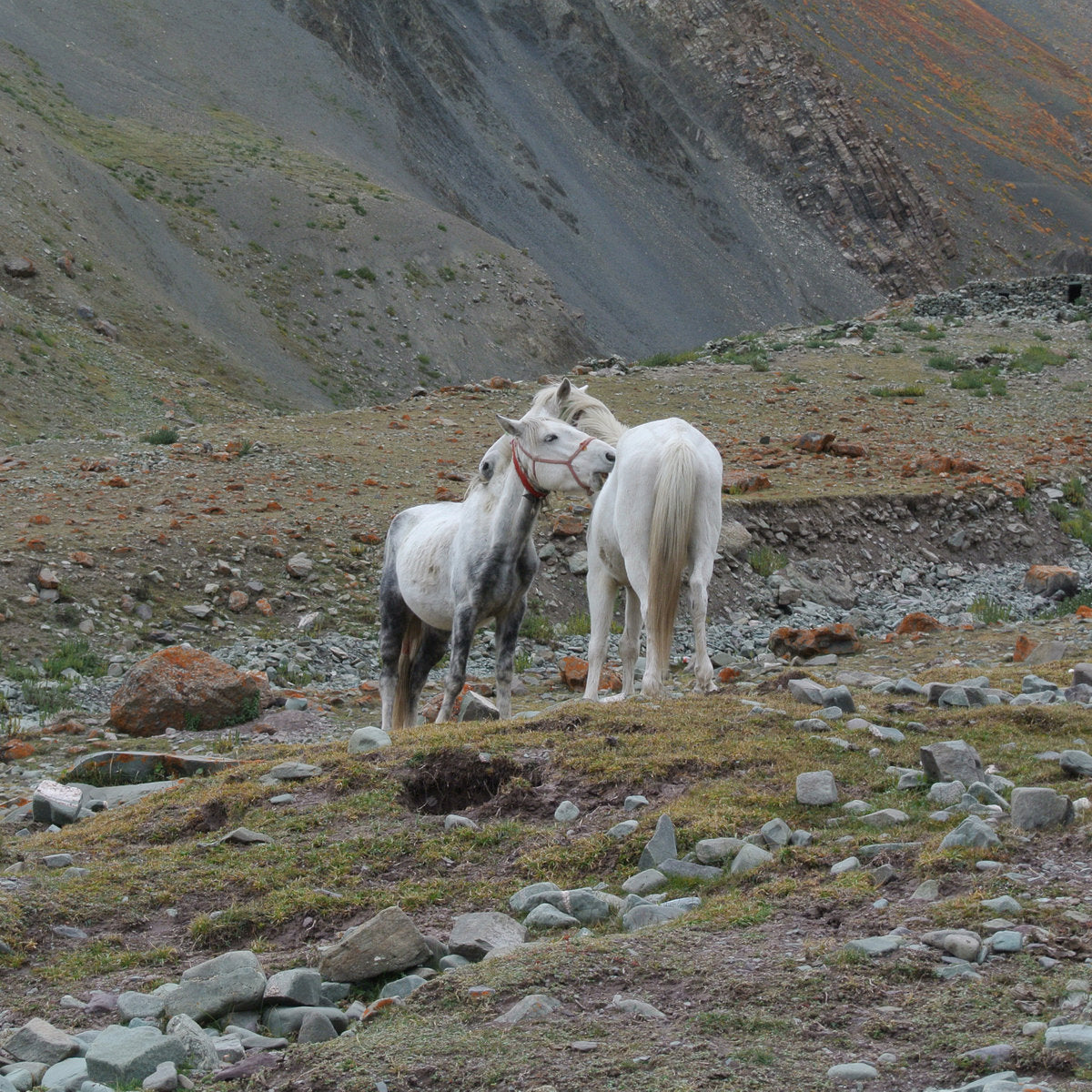 Mahne Frame - Mad World LP