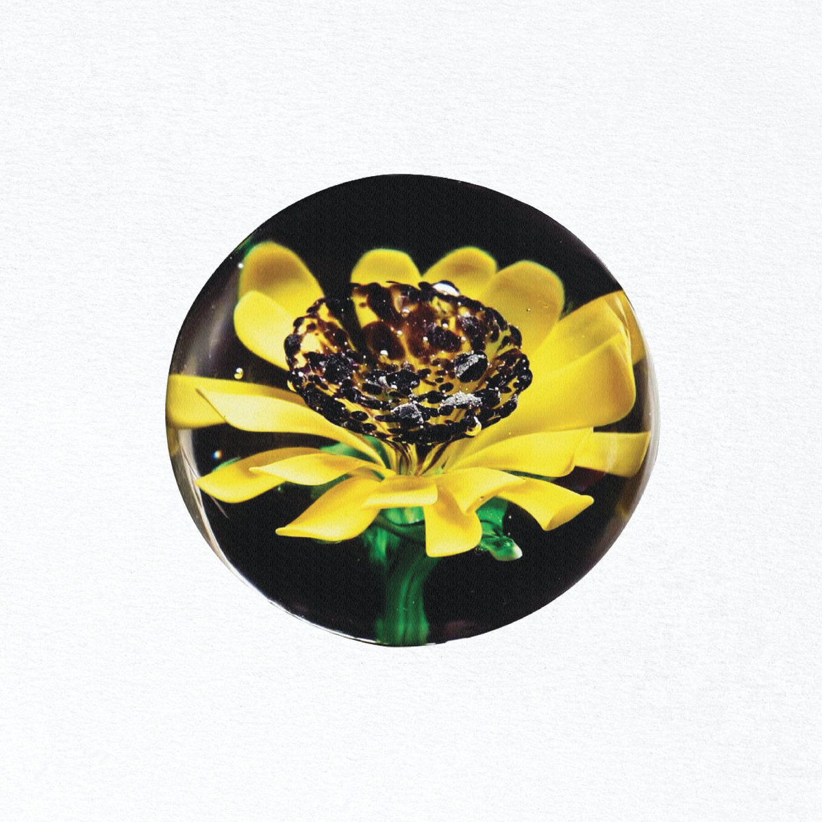 Sunflower Aquarium - Untitled LP