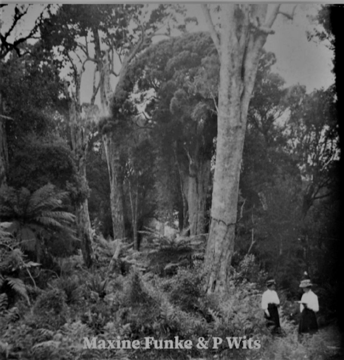 Maxine Funke & P Wits - Forest Photographer 7"