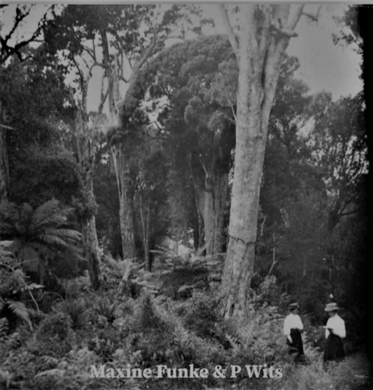 Maxine Funke & P Wits - Forest Photographer 7"